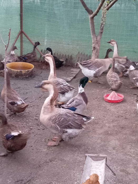 Vând gâște rasă chinezească și rațe! Preț negociabil! Detalii la nr telefon:0741431136