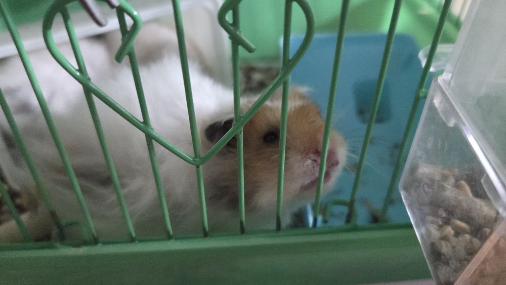 Хомяки хамстеры милые