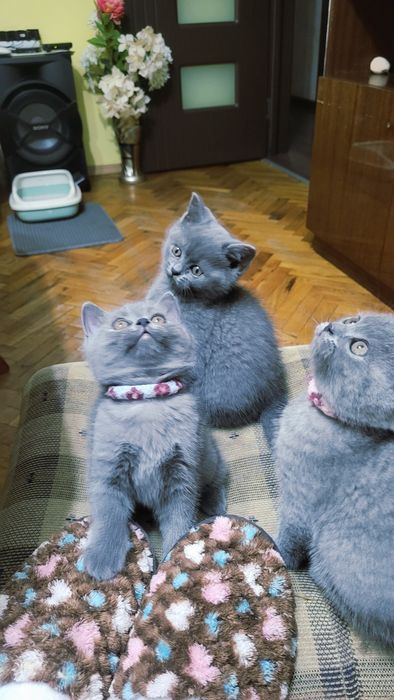 Британска късокосместа