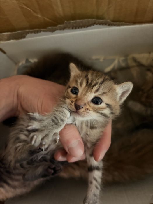 Котенок девочки 3 недели