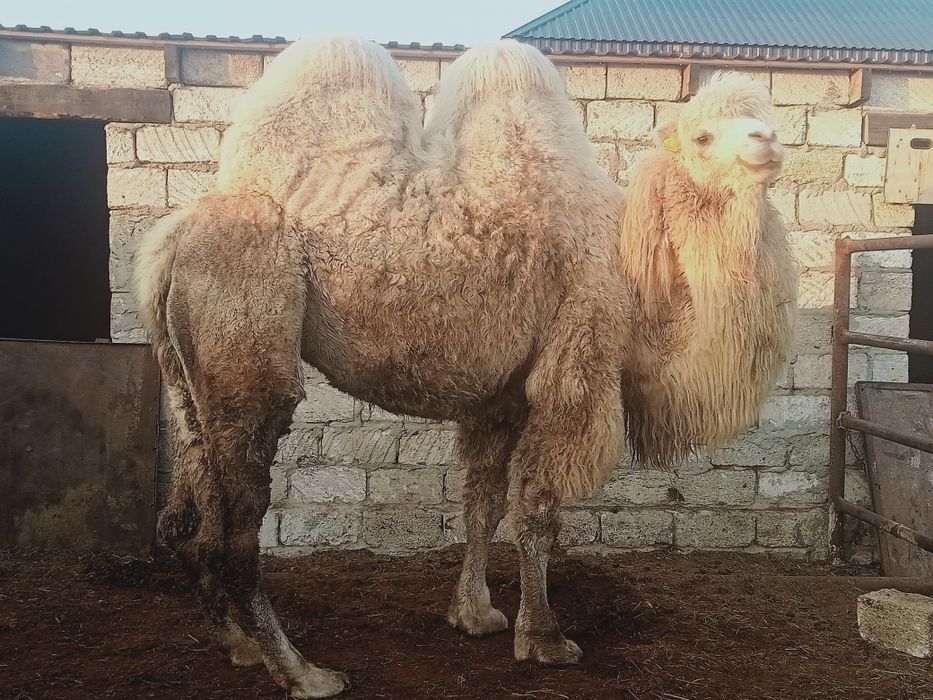 Туие етин сатамын