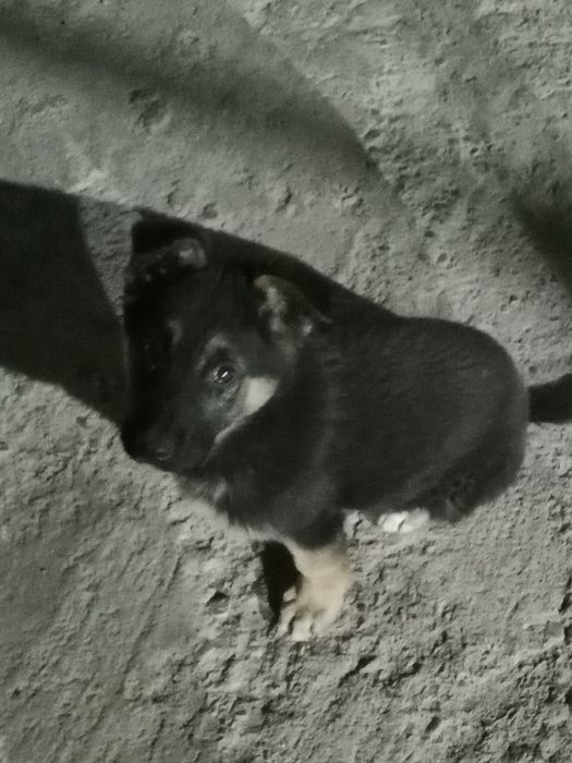 Продается щенок немецкой овчарки