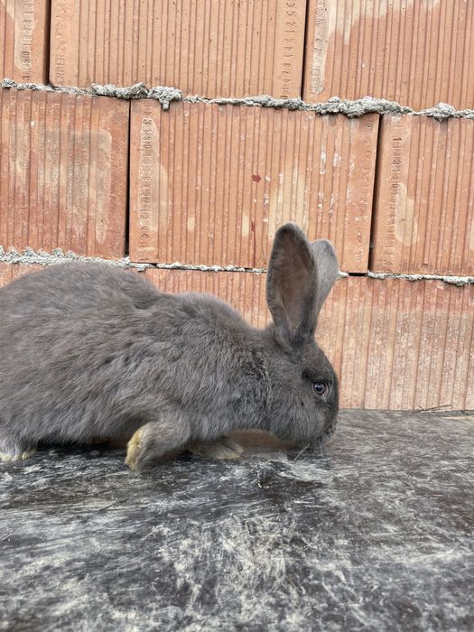 Vând iepuri pui si adulți