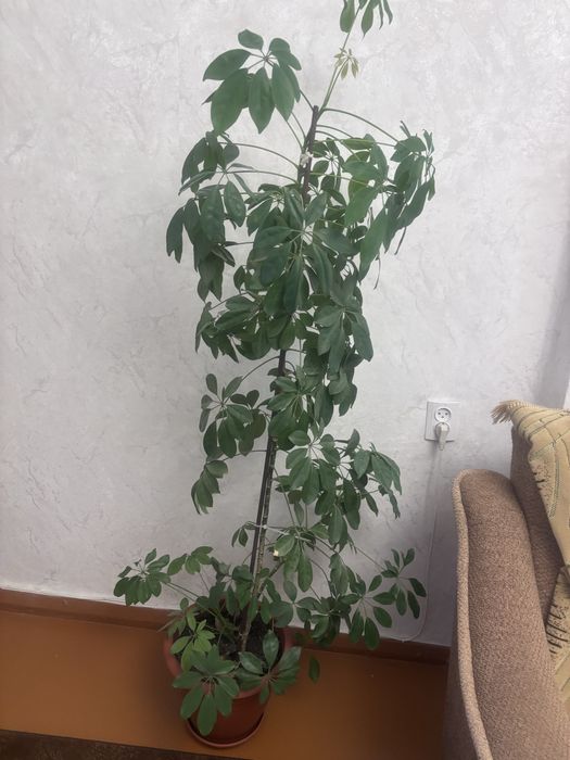 Продам цветы комнатные