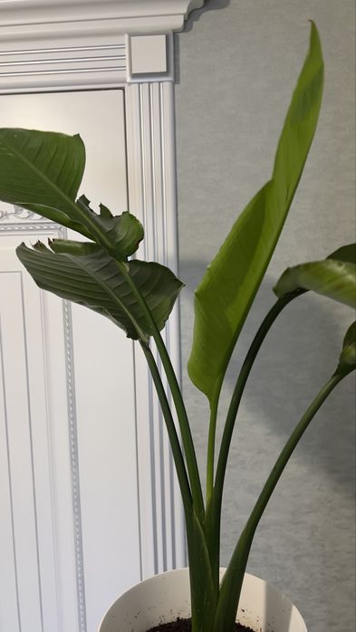 Стрелиция стрелиция