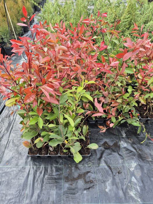Photinia red robin gard viu 70-80cm