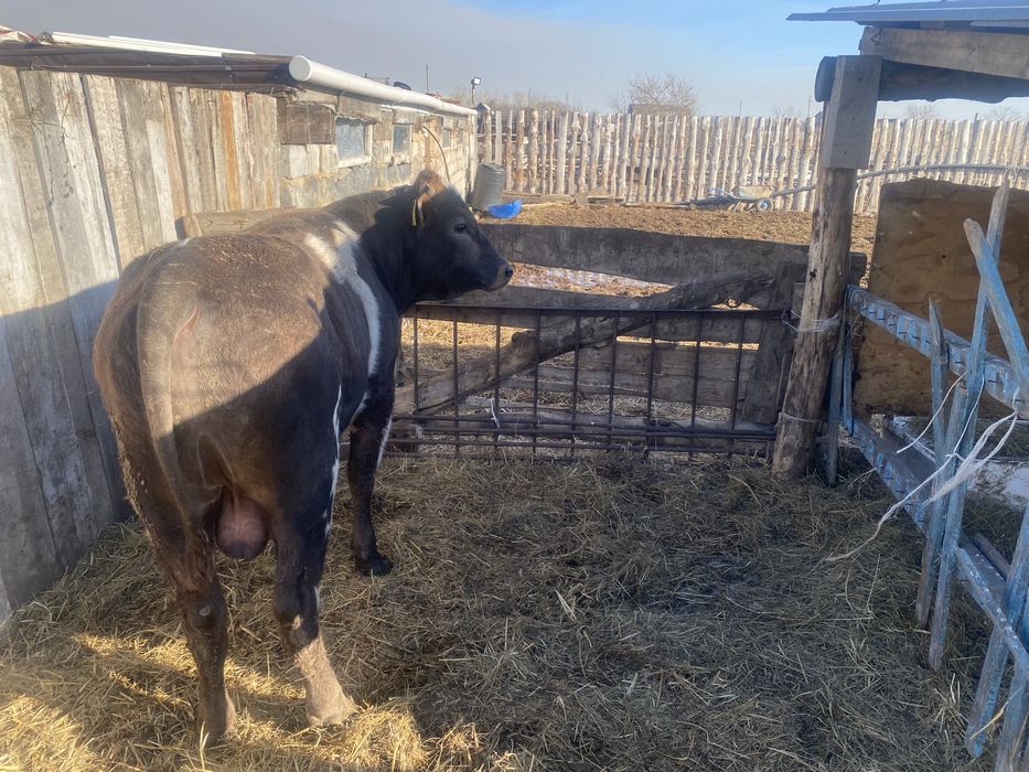 Продам упиттанного бычка