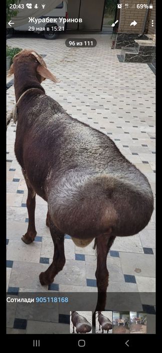 Бокилган кучкорлар сотилади манзи л Геофизика