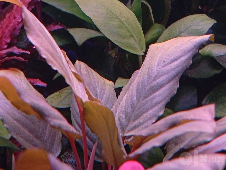 Фуртадоа сумматранская (Furtadoa sumatrensis). Аквариумное растение.