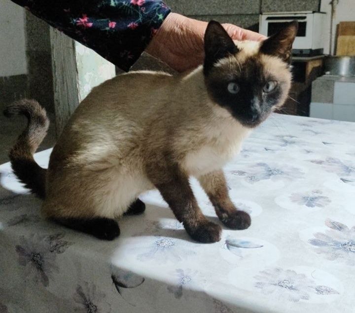 продаём Сиамскую кошку))