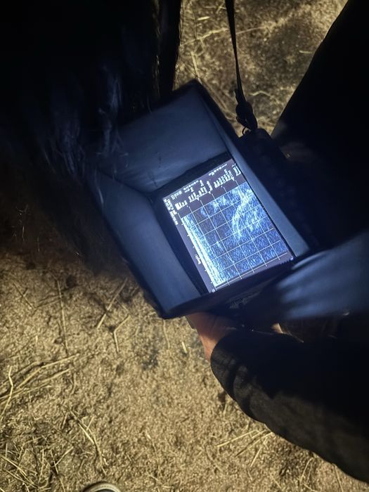 Mânza friesian gestanta