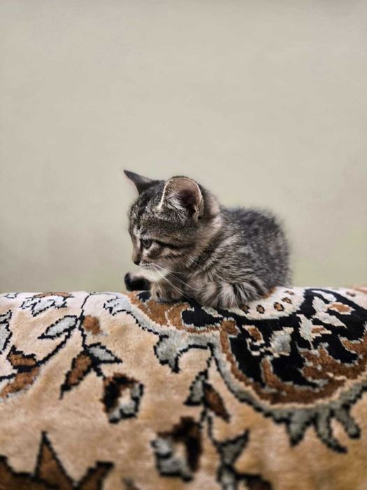 Котята на Стройконторе