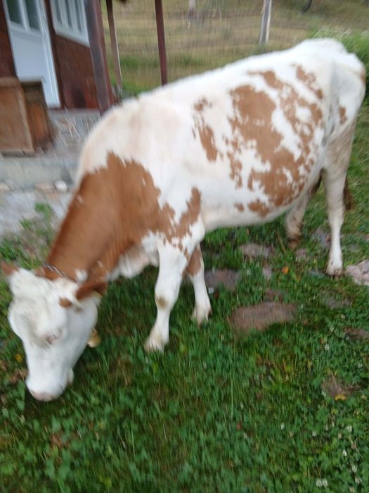 Vând vacă  de 3 ani jestantă