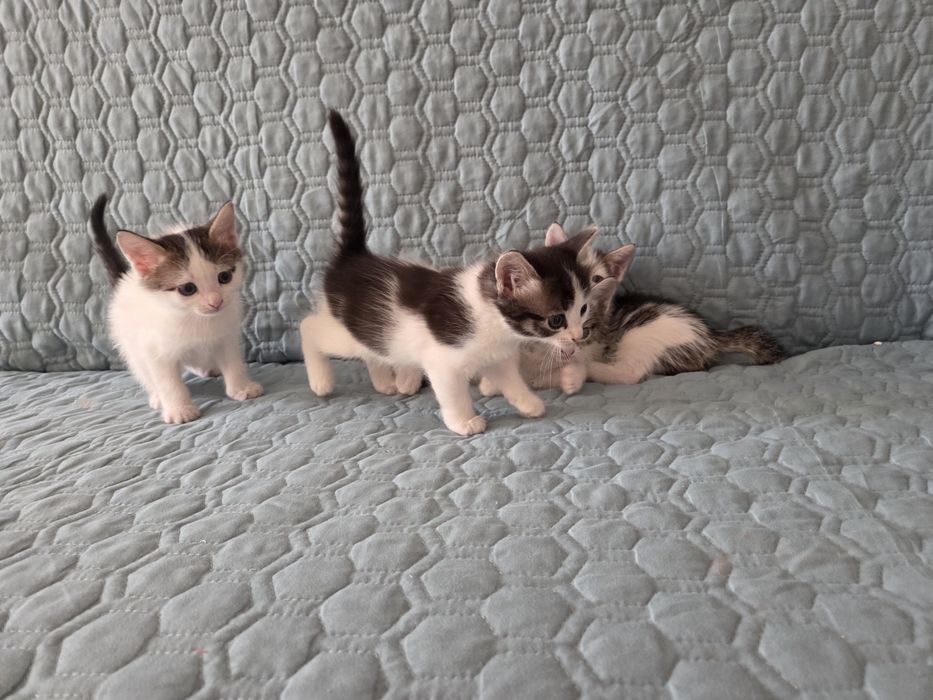 Отдам котят в добрые руки