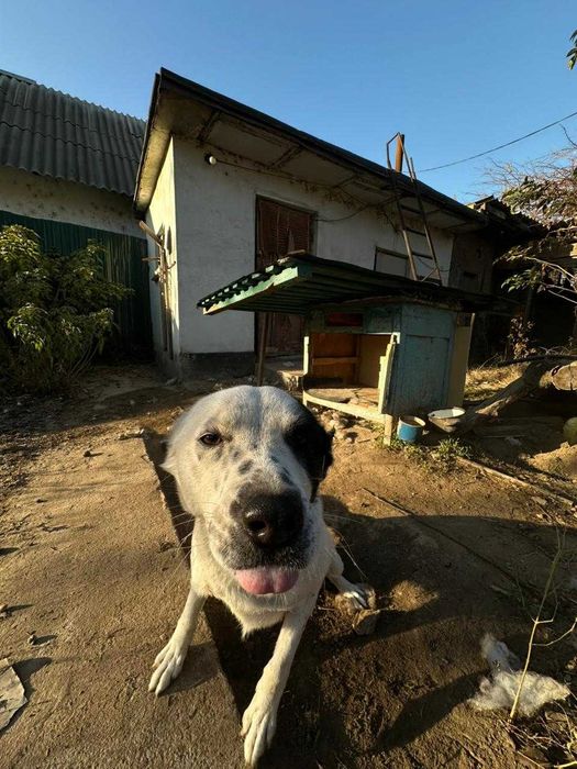 Милая Арта ищет новых хозяев!