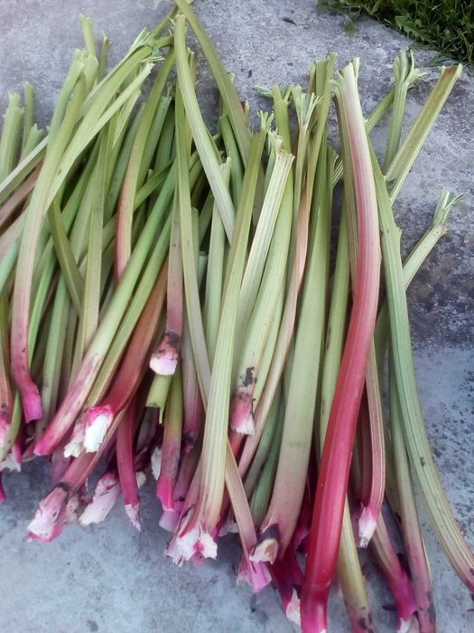 Dulceata de Rubarba-pret de producator