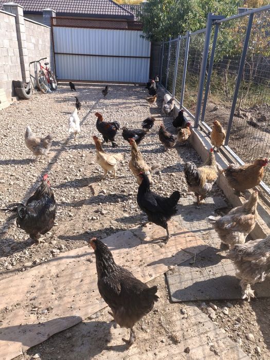 Продам  домашних Кур   Петухов