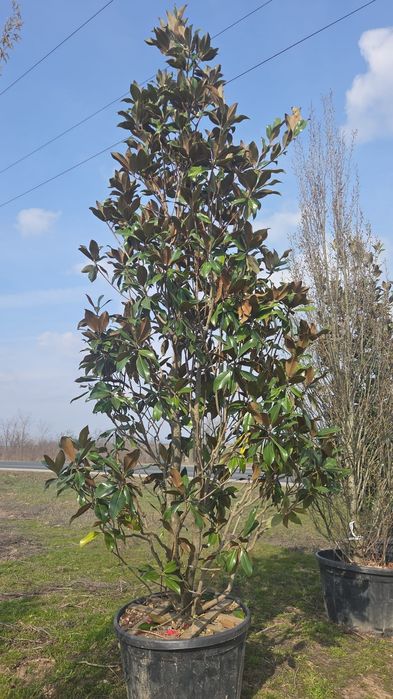 Magnolie grandiflora