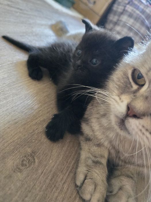 Котенок мальчик красавец