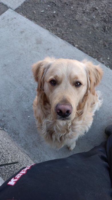 Бебета Голдън ретривър