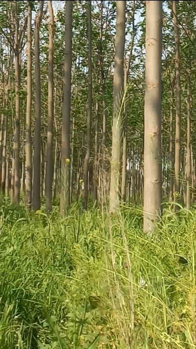 Павлония дарахти