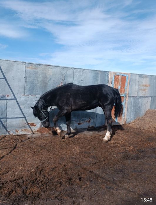 Айғыр сатам 7 жаста