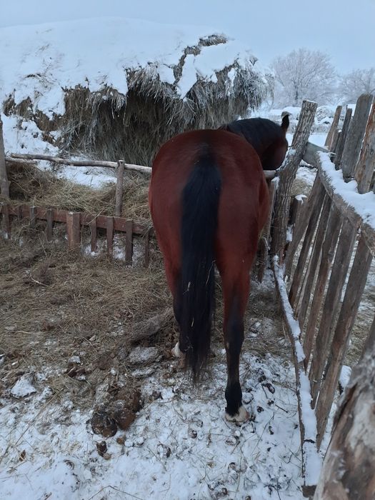 продам кобыла 6 лет