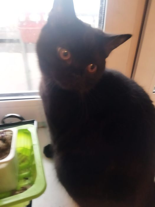 Котята Селкирк Рекс