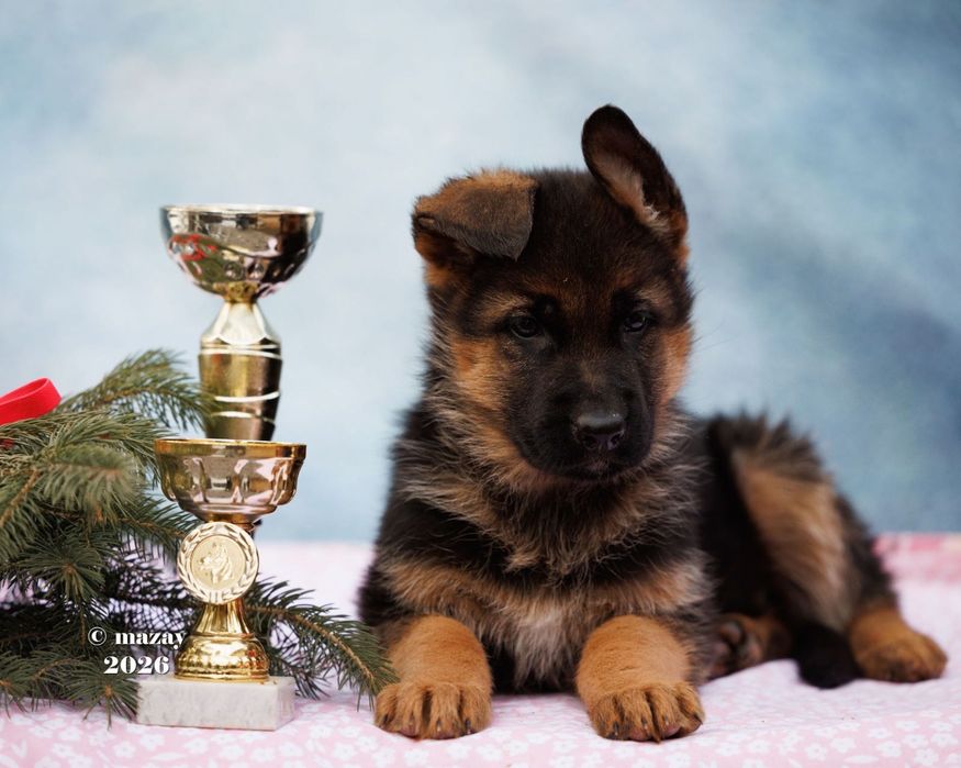 Щенки немецкой овчарки