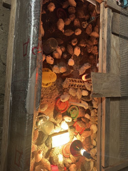 перепелка птица ( взрослые , маленькие