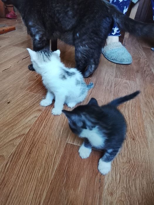 Отдам двух котят