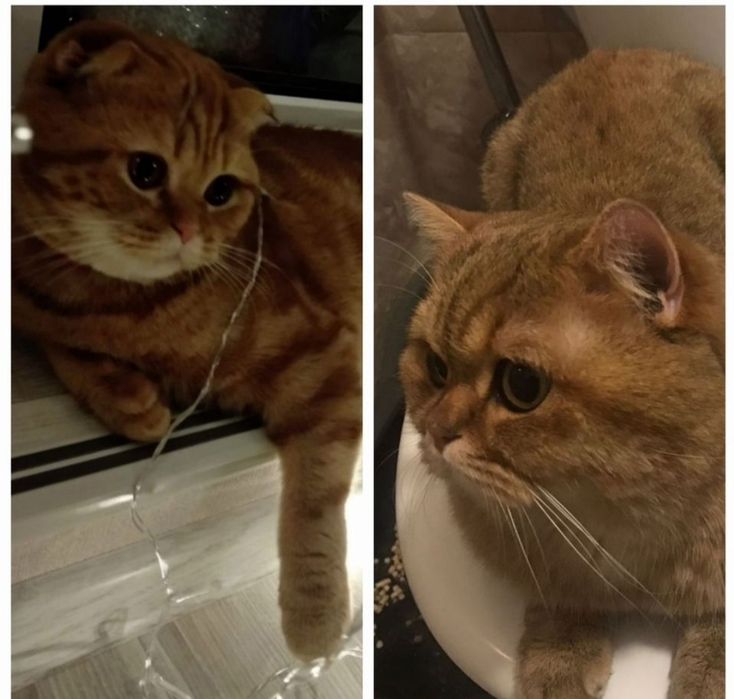 Шотландские вислоухие котята