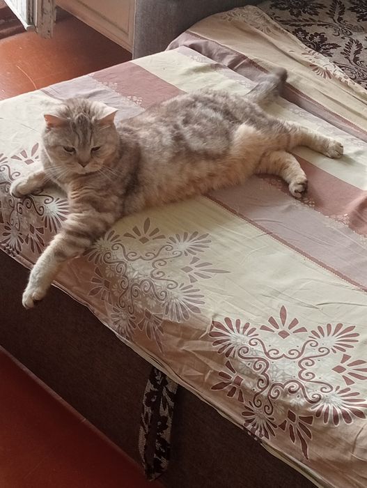 Отдам Кота в добрые руки