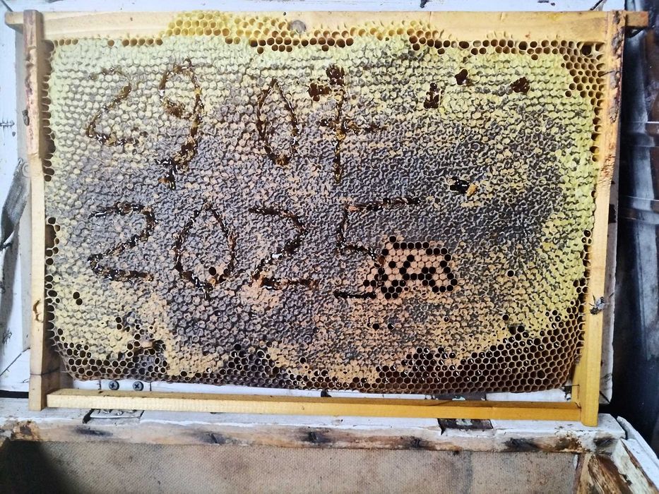 Miere poliflora de albine naturala 100%