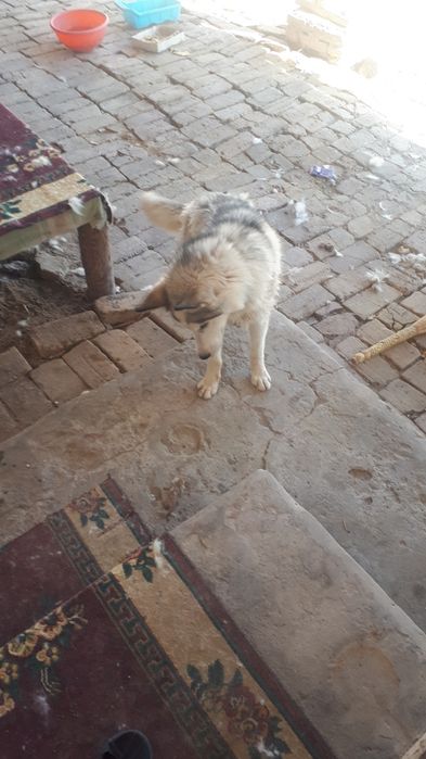 Сибирский хаски сотилади срочна