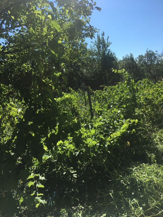 Vand teren+casa batraneasca