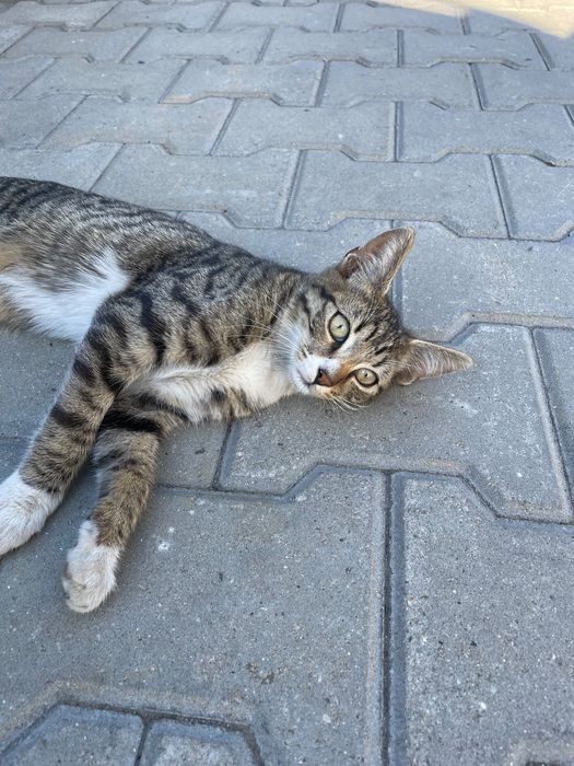 Котенца на около 4 месеца