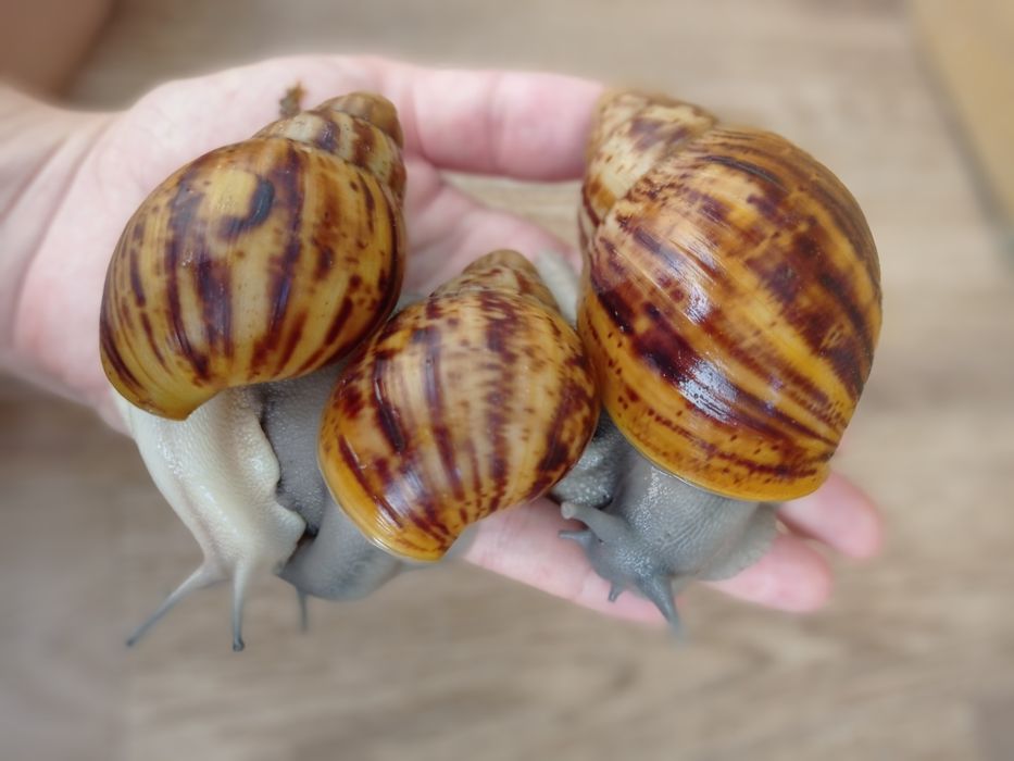 Овумы сильверы ( греи). Улитки