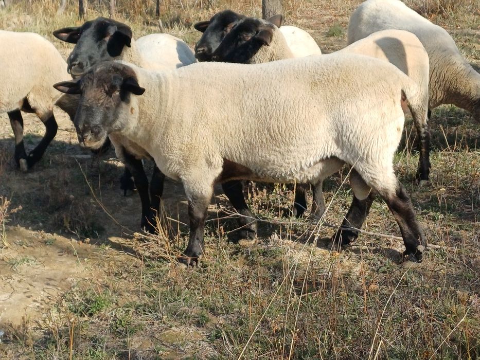 Berbec suffolk de vanzare