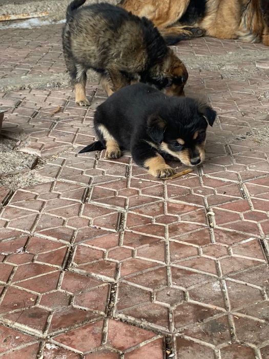 Отдам Щеноков бесплатно