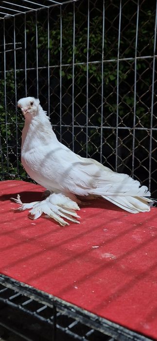 Гулбадам голубкааа