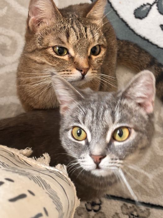 Отдам кошек в добрые руки