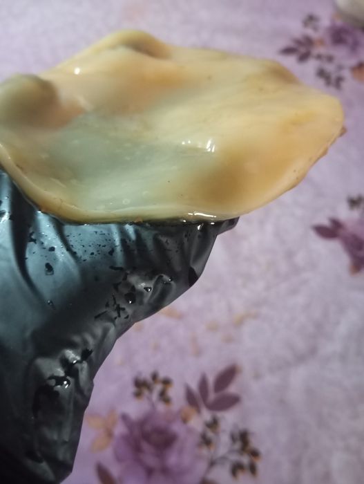 Чайный гриб домашний