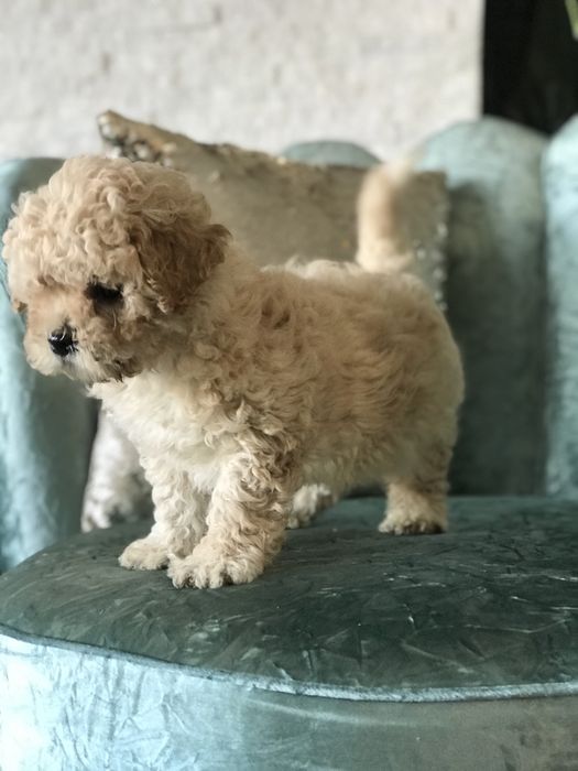 Pudel apricot mini-toy