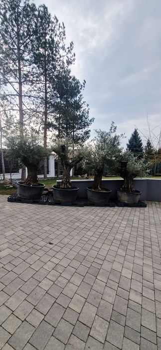 Maslini seculari