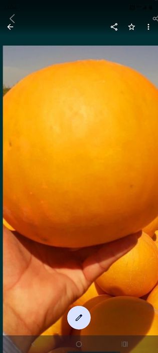 Семена Бакинка продаётся