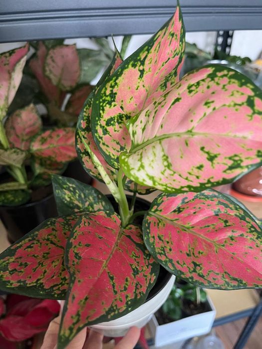 Комнатные растения