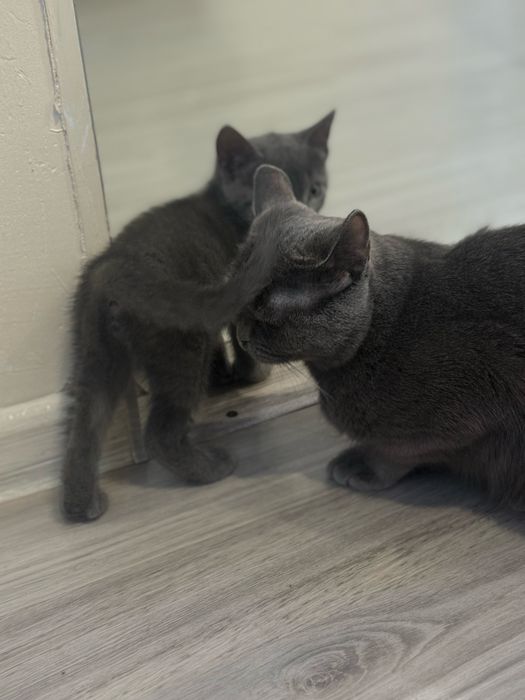 Отдам котенка, девочка 2 месяца