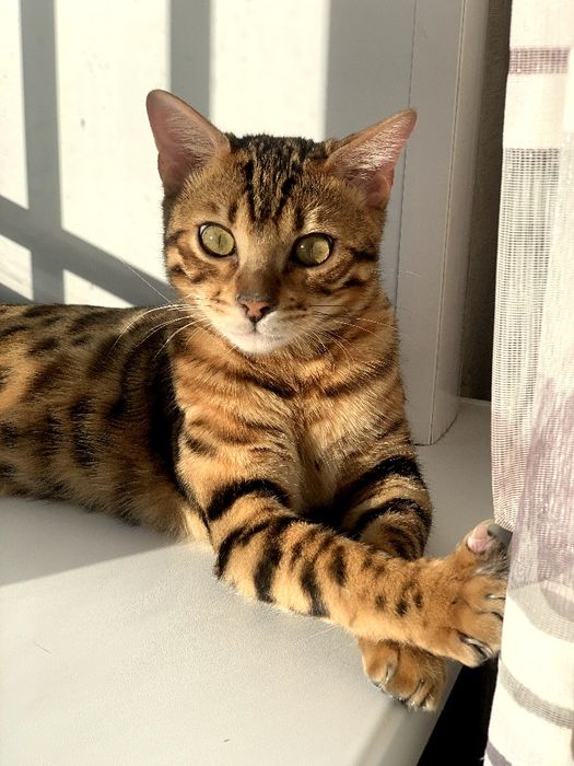 Ищем невесту для кота