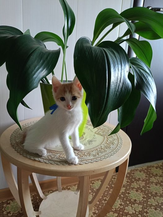 Котята (16 августа - два месяца))